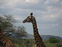 Giraffe3