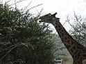 Giraffe9